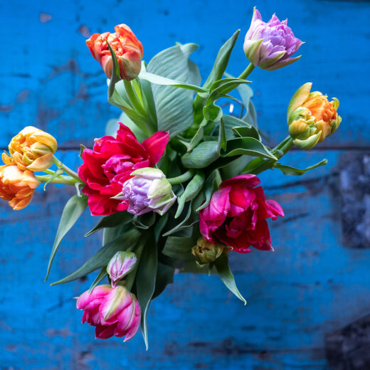 Frühling Tulpen für lgbt Rosa Seite- Eigenwerbung